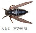 Jackson Namazemi Cicada-ABZ - Image 15