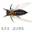 Jackson Namazemi Cicada-ABZ - Image 13