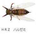Jackson Namazemi Cicada-ABZ - Image 11