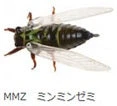 Jackson Namazemi Cicada-ABZ - Image 9