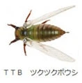 Jackson Namazemi Cicada-ABZ - Image 7
