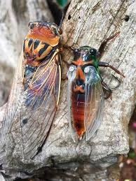 Jackson Namazemi Cicada-ABZ - Image 4