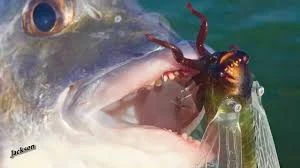 Jackson Namazemi Cicada-ABZ - Image 5