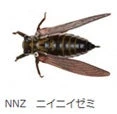 Jackson Namazemi Cicada-ABZ - Image 8
